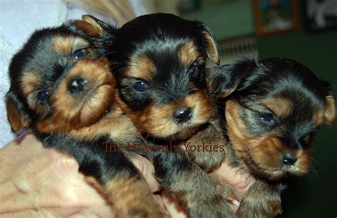 The Heavenly Yorkies Puppies 4 Weeks Pictures