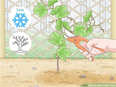 how long do grape vines take to grow