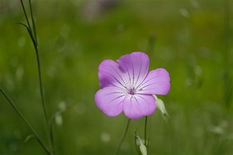 Closeup Of Agrostemma Flower Stock Photo - Download Image Now - Beauty ...