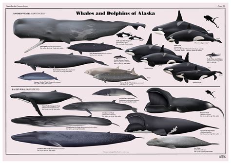 are there dolphins in alaska 8