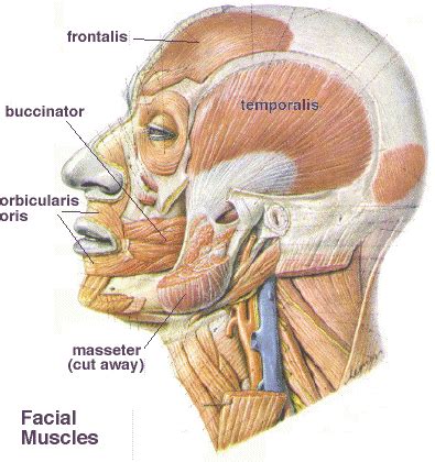 buccinator  masseter