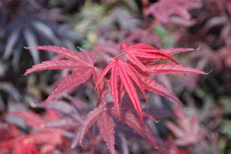 Buy Acer Palmatum Pixie Pixie Japanese Maple Conifer Kingdom