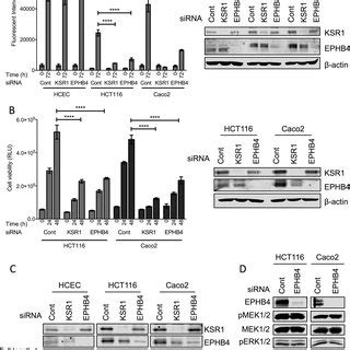 EPHB4 Promotes CRC Survival By Regulating PGC1 A And B The Viability