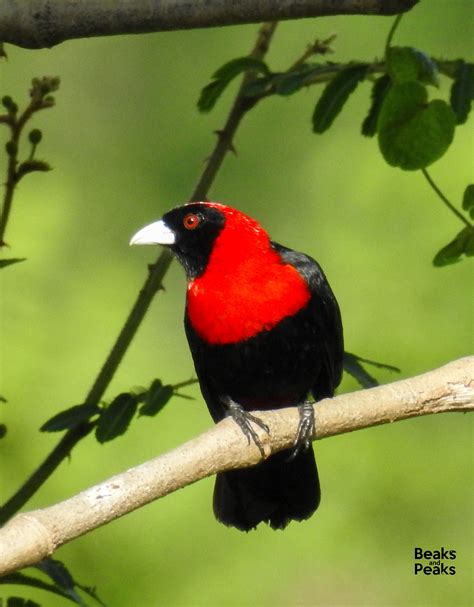 William Orellana, Honduras Birdwatching and Nature Guide - Back in my