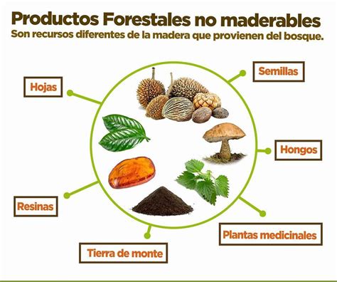 Resumen De Productos Forestales No Maderables Didac Tic Uaslp