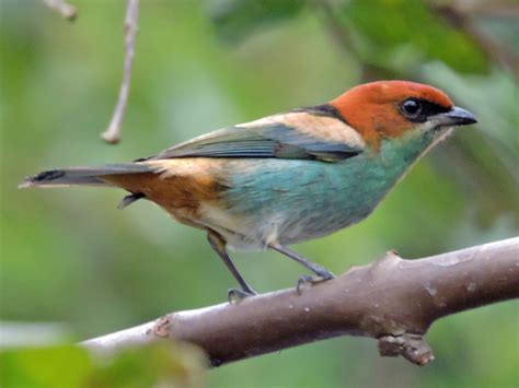 Black Backed Tanager Ebird
