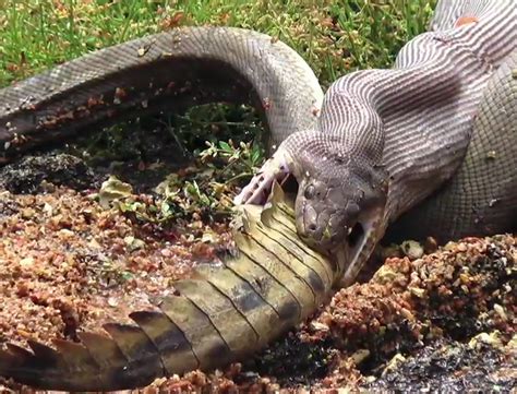 Caught on camera: Snake eats crocodile after 5-hour battle