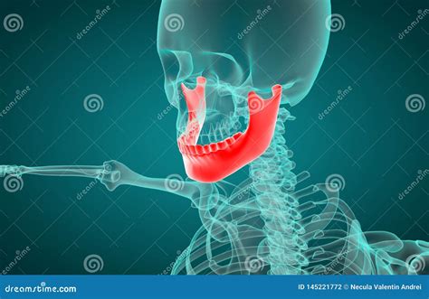 illustration  mandible medical concept stock illustration