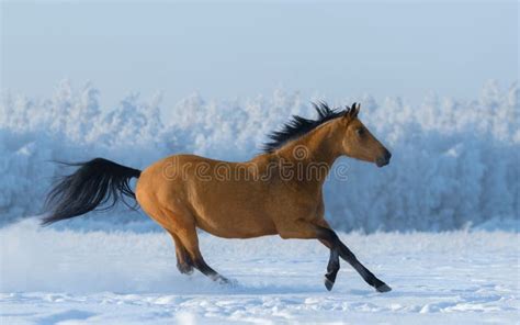 Chestnut Free Mustang In Snowy Field Stock Image Image Of Profile