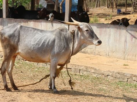 High quality images of Indian cattle Breeds - Farmer Junction