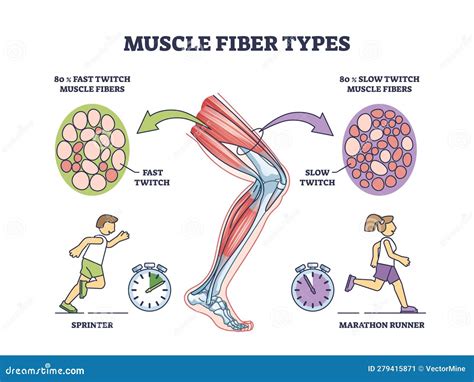 Muscle Fiber Types With Fast And Slow Twitch Fibers Anatomy Outline