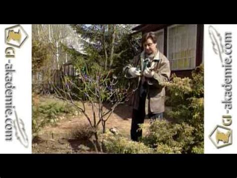 Декоративные кустарники -- 3 | Кустарники, Огород, Клумбы