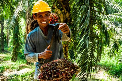 Plantation Overview | Sarawak Oil Palms Berhad Group Of Companies