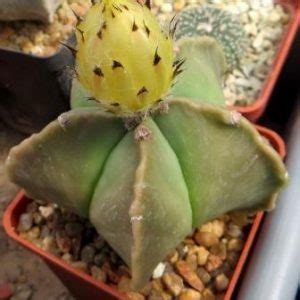 Товары — Страница 57 из 1690 — Cactus-shop