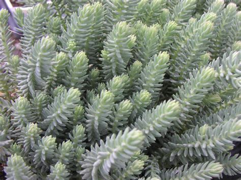 Sedum Rupestre Blue Spruce World Of Succulents