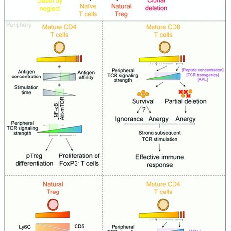 Factors That Influence The Affinity Avidity And Functional Avidity Of