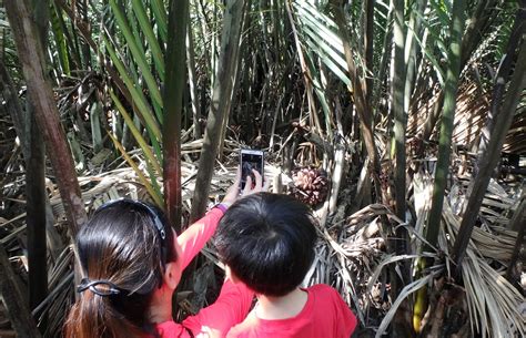 Adventures With The Naked Hermit Crabs A Crab Ulous Day Out At Chek Jawa