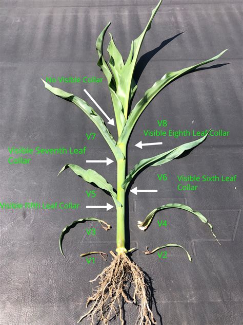 Agronomy Guide For Field Crops – Corn Development – Staging Corn Plants