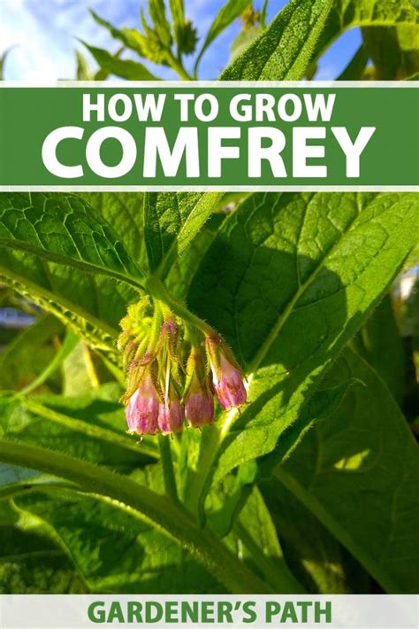 Comfrey Benefits Uses And How To Grow It Our Inspired Off