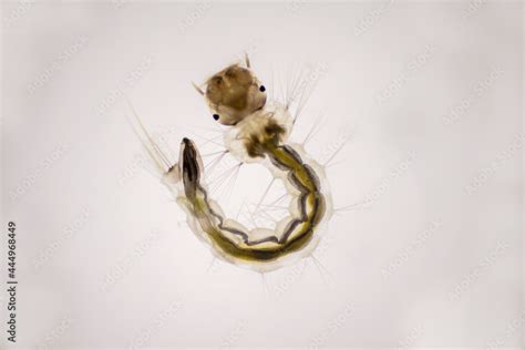 Close Up mosquito larvae in light microscope, Larvae under a microscope ...