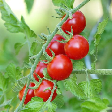 Cherry Tomato Plants For Sale - Plant Ideas