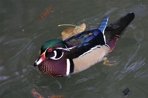 Animals of Audubon Zoo New Orleans Louisiana Photograph by Sean ...