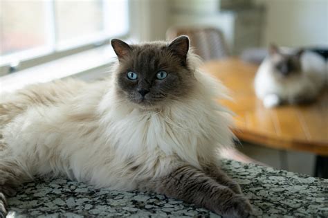 Siamese Maine Coon Mix: Info, Pictures, Care & Traits - Catster