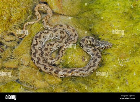 Viperine Snake Natrix Maura Adult Amongst Algae In Water Italy