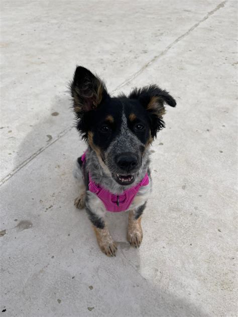My 6 month old Australian Shepherd/Cattle Dog mix being the cutest derp