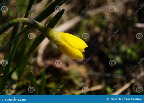 View On Spring Narcissus Flowers Narcissus Flower Also Known As