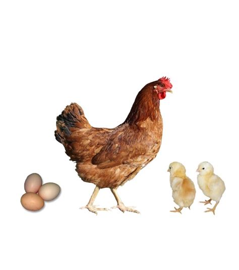 New Hampshire Red Pullet Wilco Farm Stores