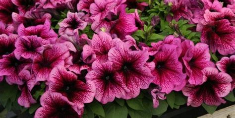 Petunia "Tritunia": a description of the varieties of the series ...