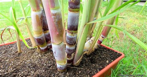 Food Garden College: Varieties of Sugar Cane for the Garden: Purple ...