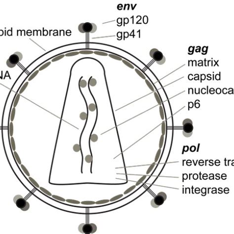 Crystal structure of gp120 core shown in ribbon diagram (A) and surface ...