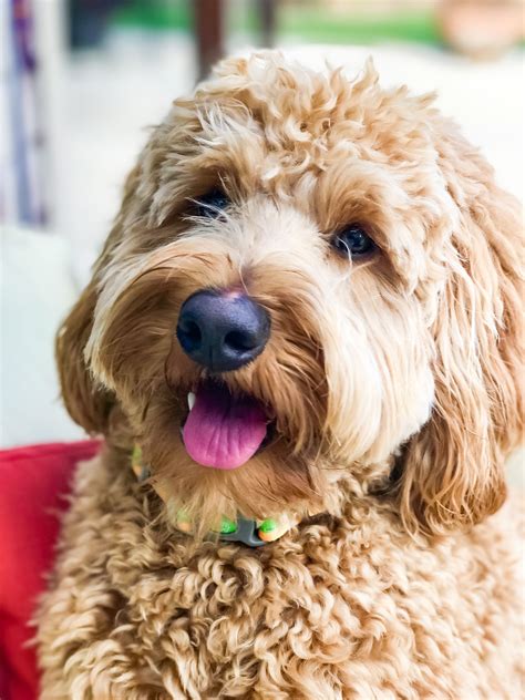 Labradoodle Dog Breed Information Images Characterist - vrogue.co
