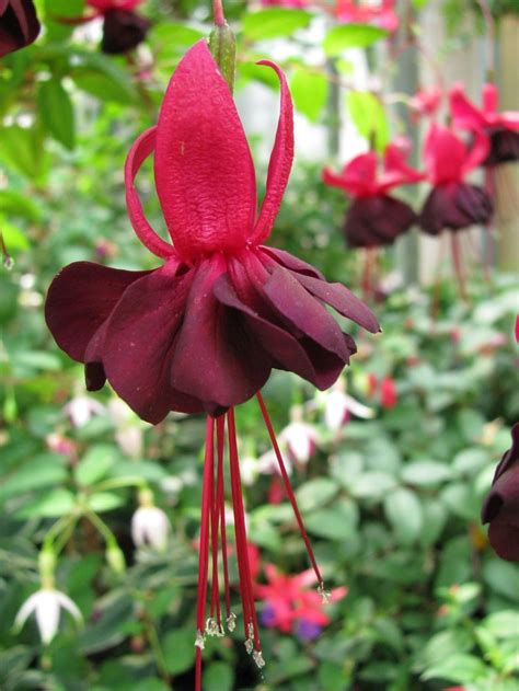 Sigrids Fuchsienseite - Rohees New Millenium