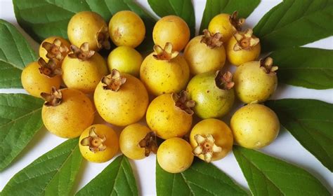 Nomes De Fruta Com G - Fruta com G - Lista de fruta com G em ordem alfabética