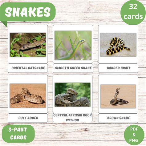 Educational Snakes Flashcards for Kids 32 Snakes Flash Cards Montessori