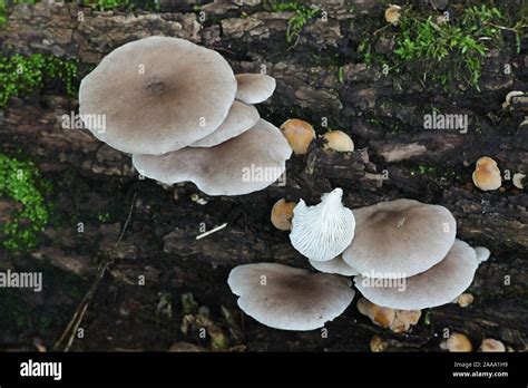 Pleurotus Ostreatus Known As The Pearl Oyster Mushroom Or Tree Oyster