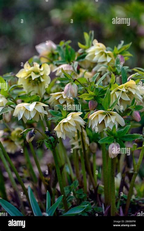 yellow double flower  res stock photography  images alamy