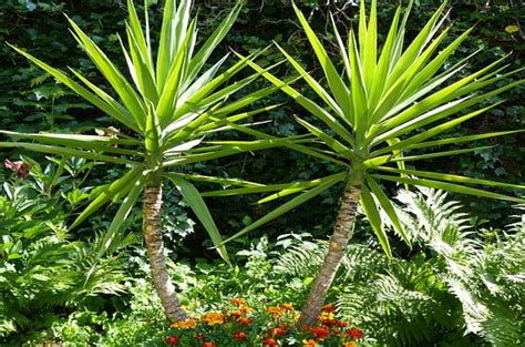 Съвети за отглеждане на цветето юка