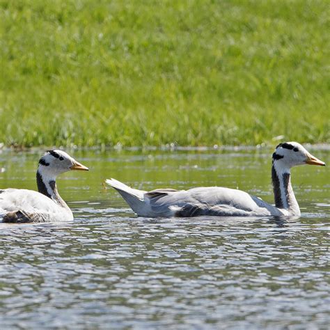 Горный гусь - Zoo