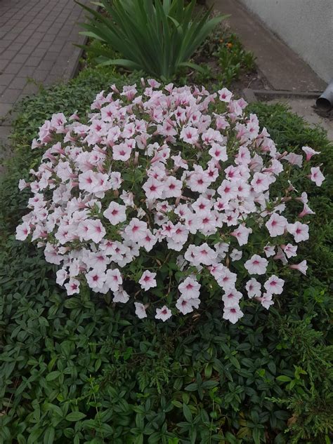 Supertunia ™ Vista ™ Silverberry - Kwiatki Beatki