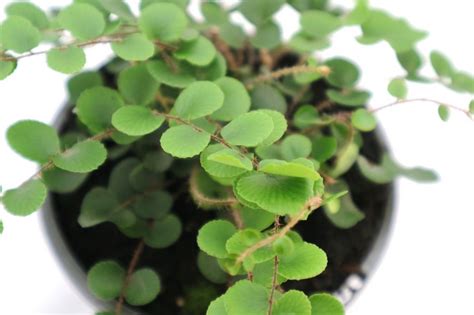 Пеллея: уход в домашних условиях, виды папоротника, фото и описание