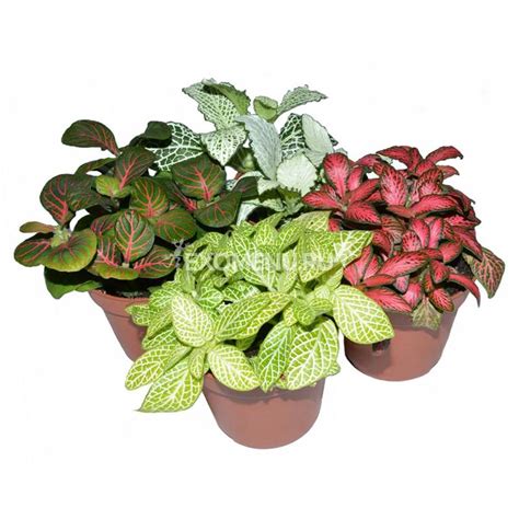 Фиттония микс купить по выгодной цене в интернет-магазине EXOMENU.RU