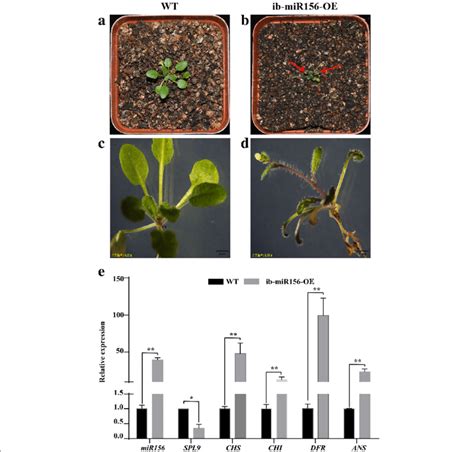 Phenotype And Molecular Analysis Of Ib MiR156 Over Expressing