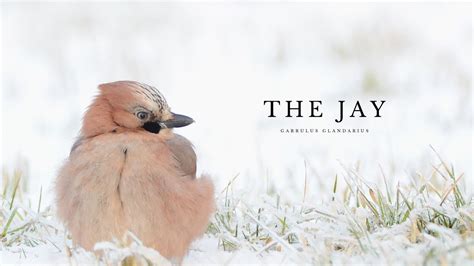 The Jay - YouTube