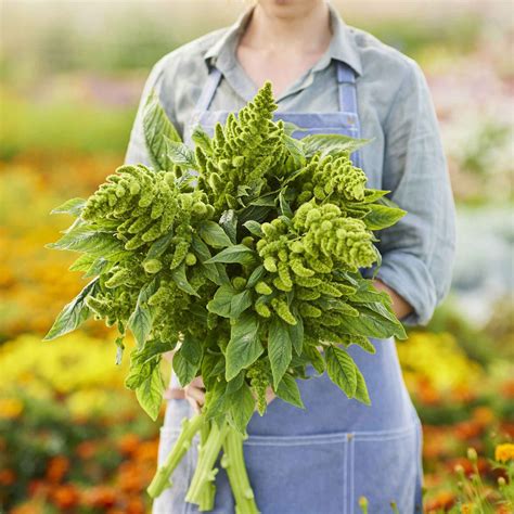 Bulk Amaranthus Seeds Green Thumb Bulk Wildflowers