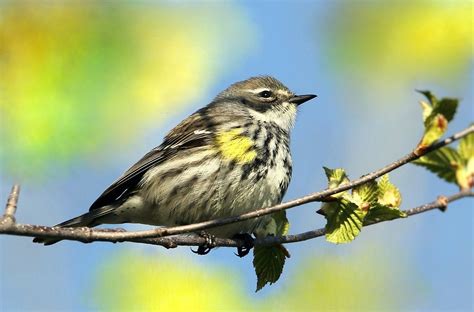 Paruline à croupion jaune Marie Hélène Flickr