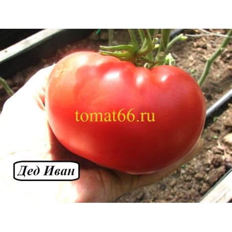 Дед Иван